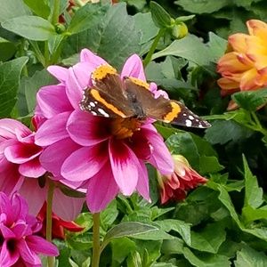 Meet your Posher, Darcy